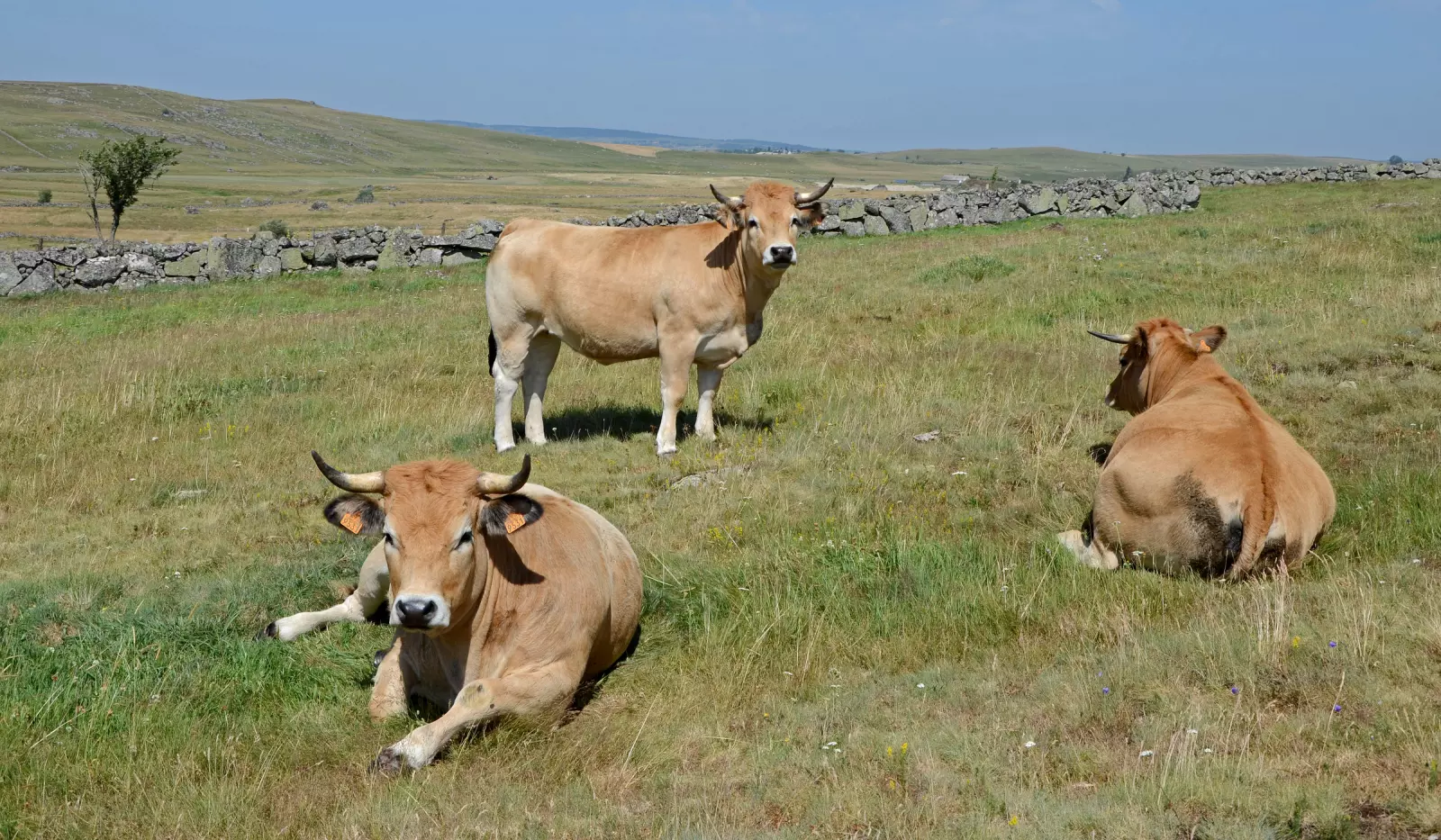 Troupeau de vaches Aubrac, robe fauve et cornes en lyre, au pâturage sur le plateau de l'Aubrac