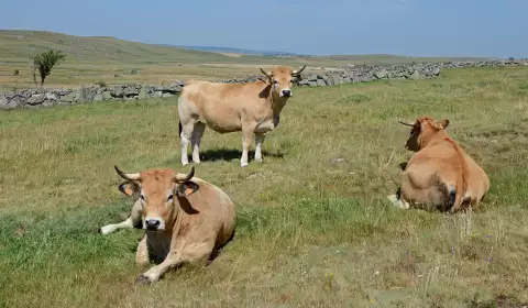 Troupeau de vaches Aubrac, robe fauve et cornes en lyre, au pâturage sur le plateau de l'Aubrac