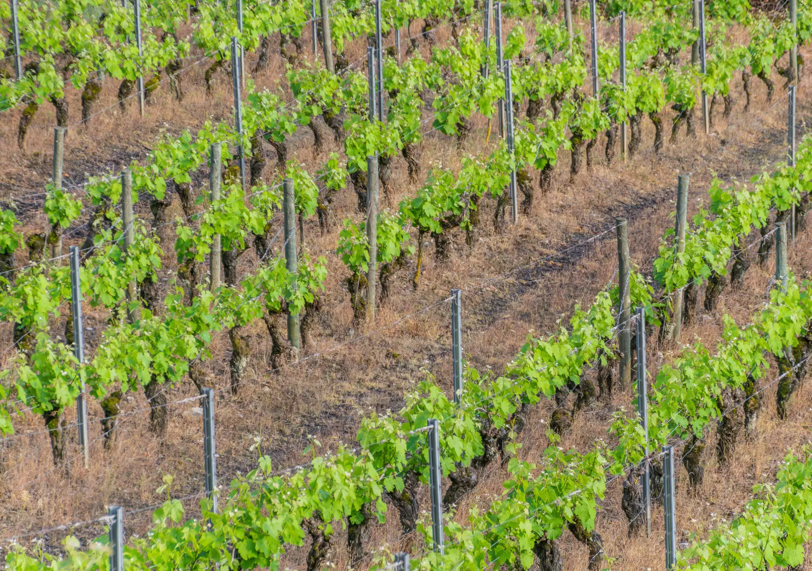 Vignoble en terrasses à Salles-la-Source, sur le tracé du GR62 en Aveyron