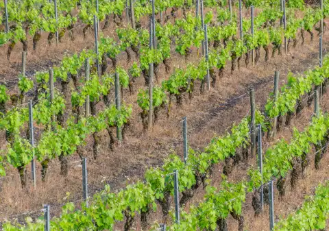 Vignoble en terrasses à Salles-la-Source, sur le tracé du GR62 en Aveyron